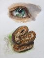 LE SERPENT: - Dessins études, travaux sur papier: